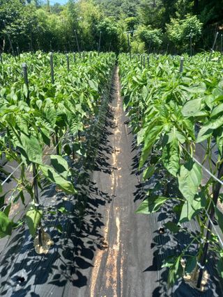 낙엽교목류17614님의 자유주제 · 자유게시판 작성글 사진