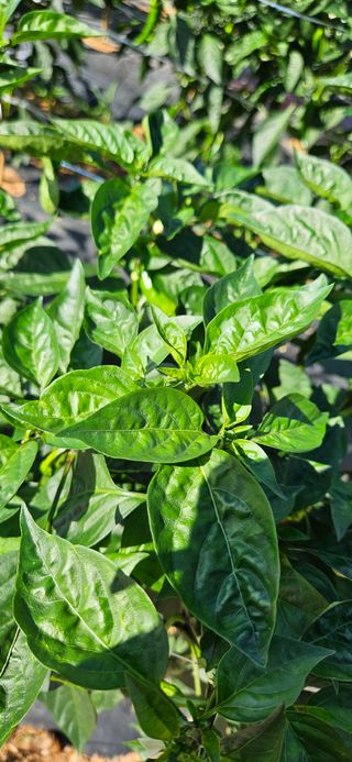 김명숙님의 농사, 무엇이든 물어보세요! · 참여글 작성글 사진