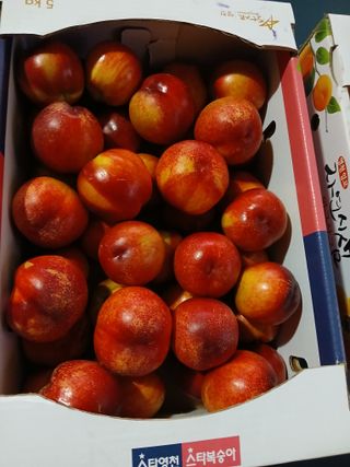 마늘 복숭아윤금자님의 자유주제 · 자유게시판 작성글 사진