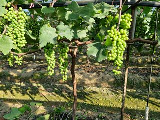 박영석님의 농사, 무엇이든 물어보세요! · 참여글 작성글 사진