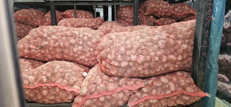 구춘봉님의 장터 판매 상품 [대서 우량종구] 첨부 사진