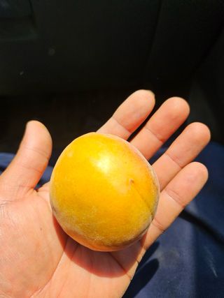 일심묘목농원님의 자유주제 · 자유게시판 작성글 사진