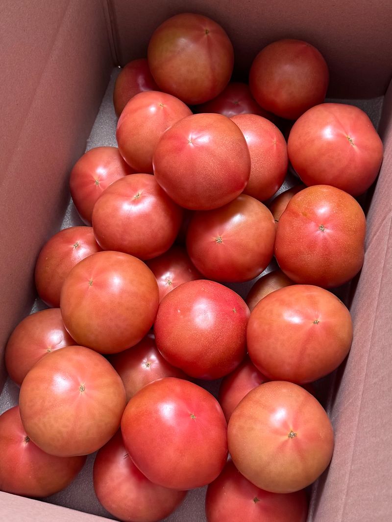 농부손녀님의 장터 판매 상품 [[폭탄세일] 완숙토마토 5kg 무료배송] 첨부 사진