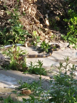 양평동물농장님의 자유주제 · 자유게시판 작성글 사진