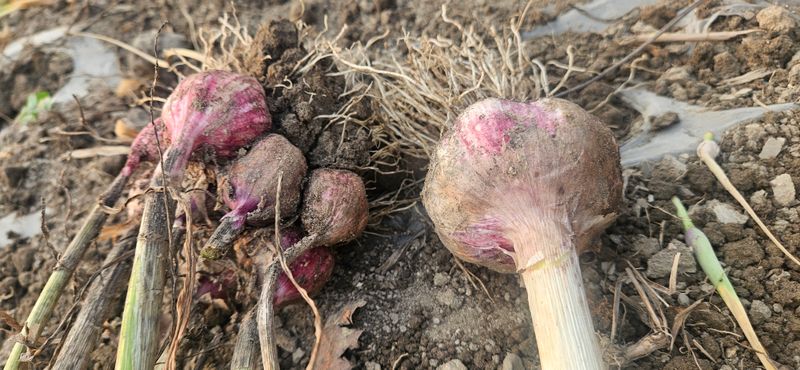 구춘봉님의 장터 판매 상품 [대서 우량종구] 첨부 사진