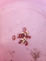 팜모닝 농사, 무엇이든 물어보세요!·참여글 게시글 이미지