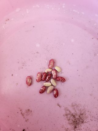 귀염둥이님의 농사, 무엇이든 물어보세요! · 참여글 작성글 사진