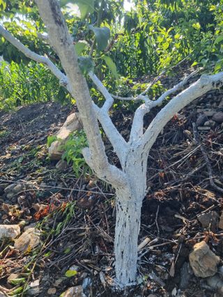 김용대님의 자유주제 · 자유게시판 작성글 사진