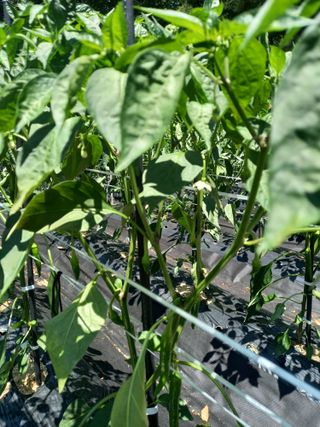 낙엽교목류17614님의 자유주제 · 자유게시판 작성글 사진