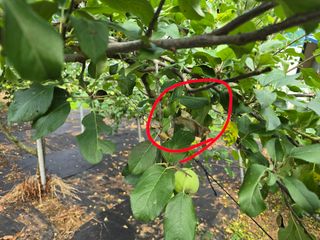 chaks20님의 사과 · 병해충상담 작성글 사진