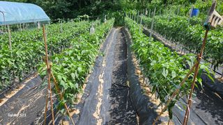 서상진님의 자유주제 · 자유게시판 작성글 사진