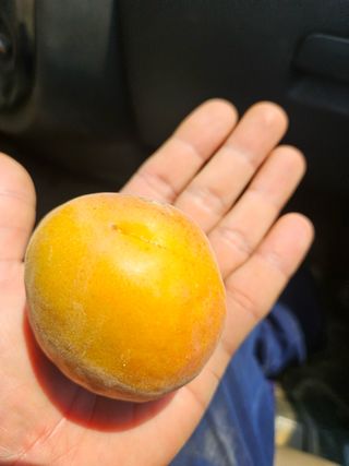 일심묘목농원님의 자유주제 · 자유게시판 작성글 사진