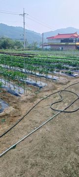 팜모닝 자유주제·자유게시판 게시글 이미지