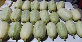 산성골농장님의 자유주제 · 자유게시판 작성글 사진