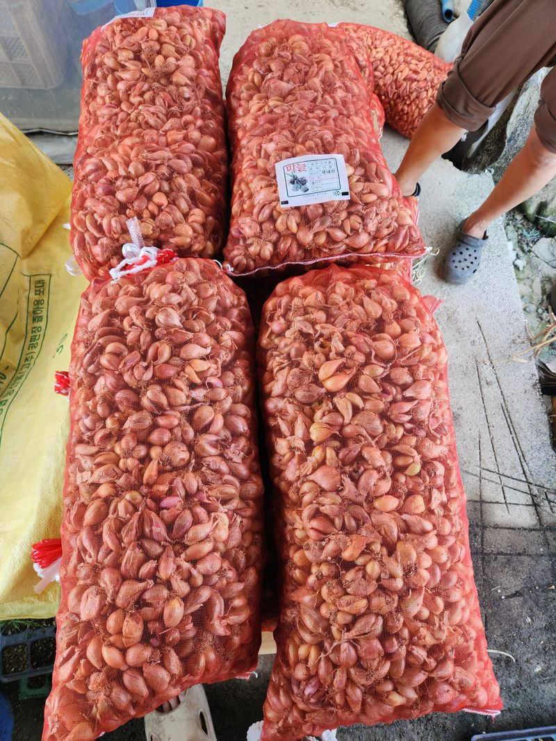 장터 상품 [쪽파 종구 판매합니다.(대리 판매)] 썸네일