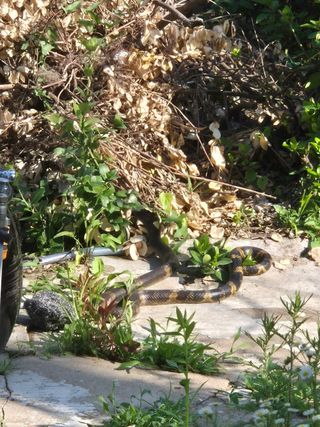 양평동물농장님의 자유주제 · 자유게시판 작성글 사진