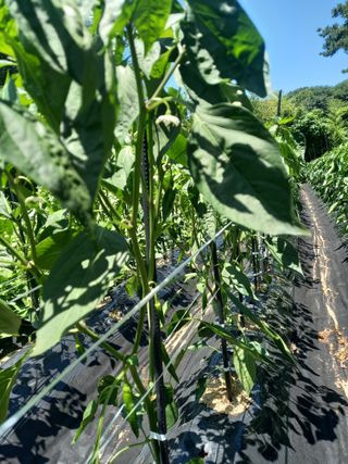 낙엽교목류17614님의 자유주제 · 자유게시판 작성글 사진