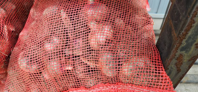 구춘봉님의 장터 판매 상품 [대서 우량종구] 첨부 사진