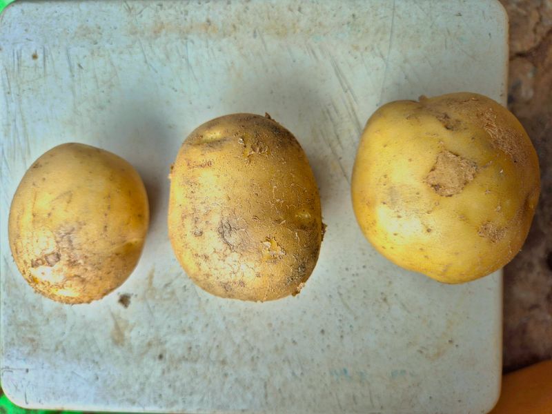 사랑이네농장님의 장터 판매 상품 [수미감자 10kg] 첨부 사진