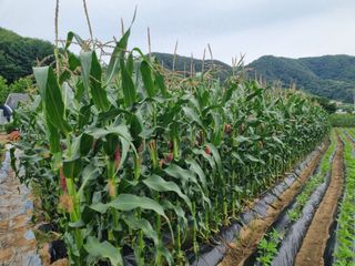 신현효님의 자유주제 · 자유게시판 작성글 사진