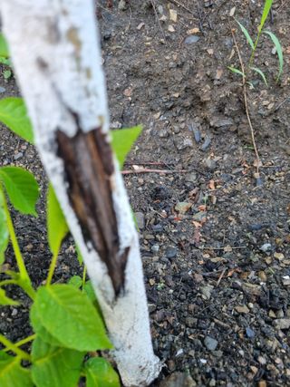 김용대님의 자유주제 · 자유게시판 작성글 사진