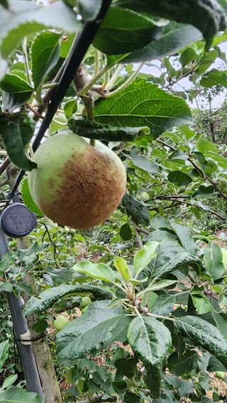 박진용님의 사과 · 병해충상담 작성글 사진