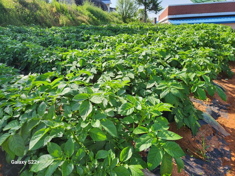 송아지님의 장터 판매 상품 [감자(두백) 10 kg] 첨부 사진
