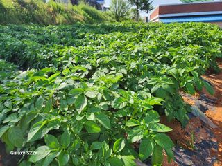 송아지님의 작성글 사진
