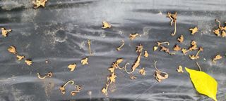 이태희님의 고추 · 병해충상담 작성글 사진