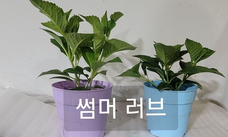 사랑꽃농장님의 장터 판매 상품 [예쁜 수국 판매] 첨부 사진