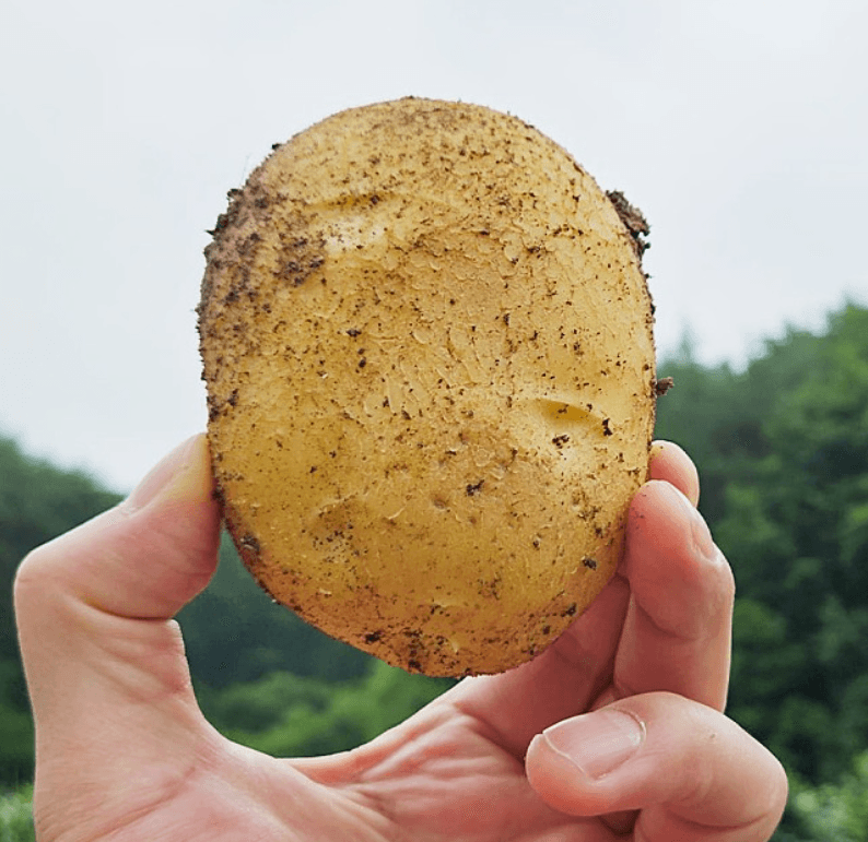장터 상품 [두백감자] 썸네일