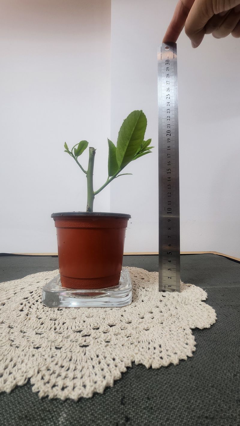 정미리님의 장터 판매 상품 [불수감 묘목 1년생 ] 첨부 사진