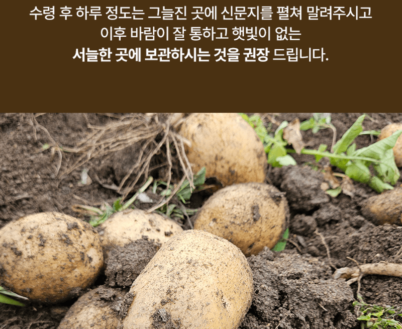 스피드번님의 장터 판매 상품 [두백감자] 첨부 사진