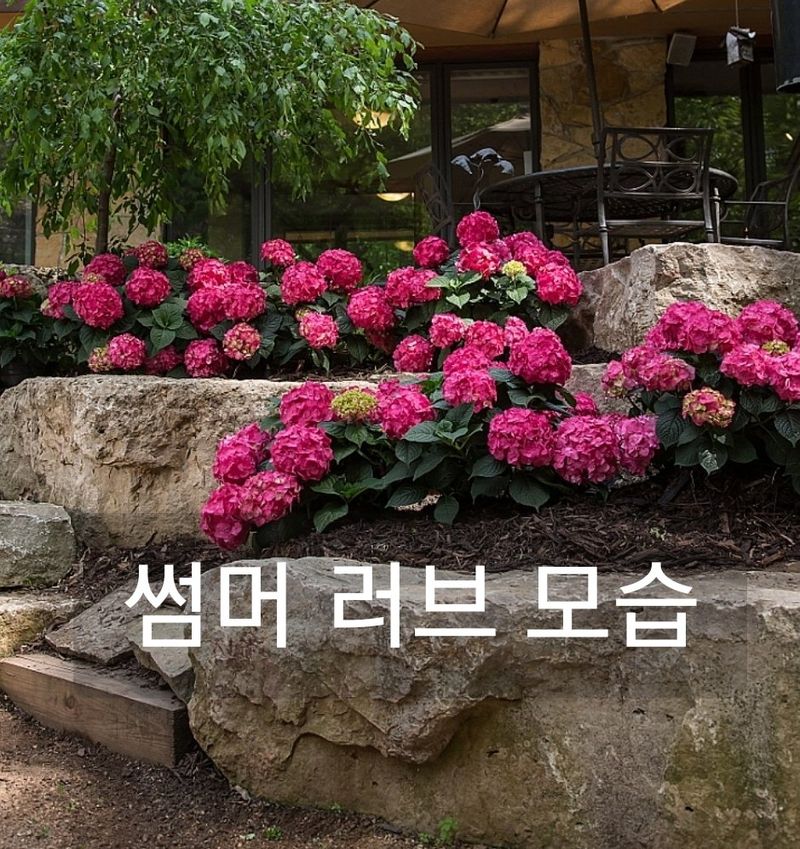 사랑꽃농장님의 장터 판매 상품 [예쁜 수국 판매] 첨부 사진