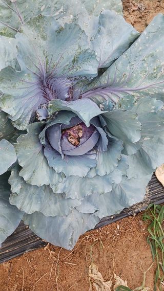 AlexLee님의 농사, 무엇이든 물어보세요! · 참여글 작성글 사진