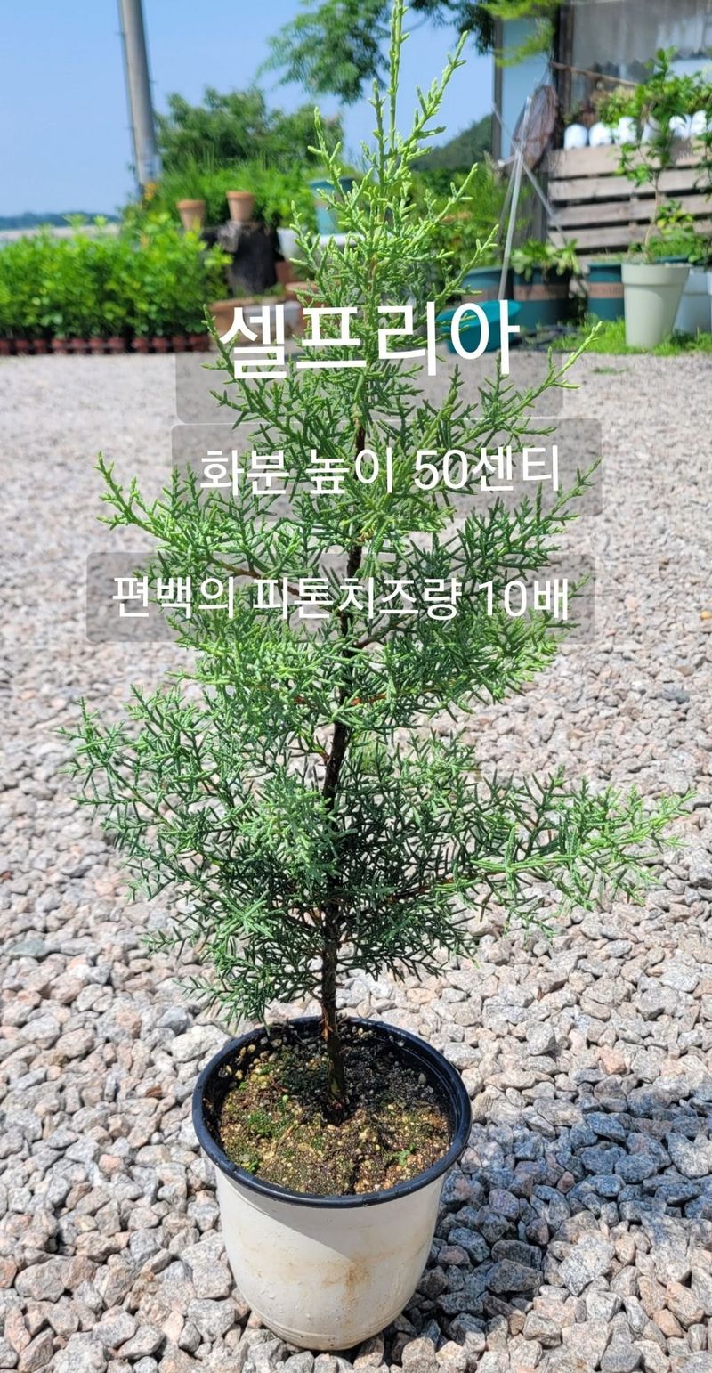 사랑꽃농장님의 장터 판매 상품 [예쁜 수국 판매] 첨부 사진