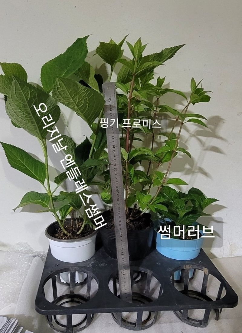 사랑꽃농장님의 장터 판매 상품 [예쁜 수국 판매] 첨부 사진