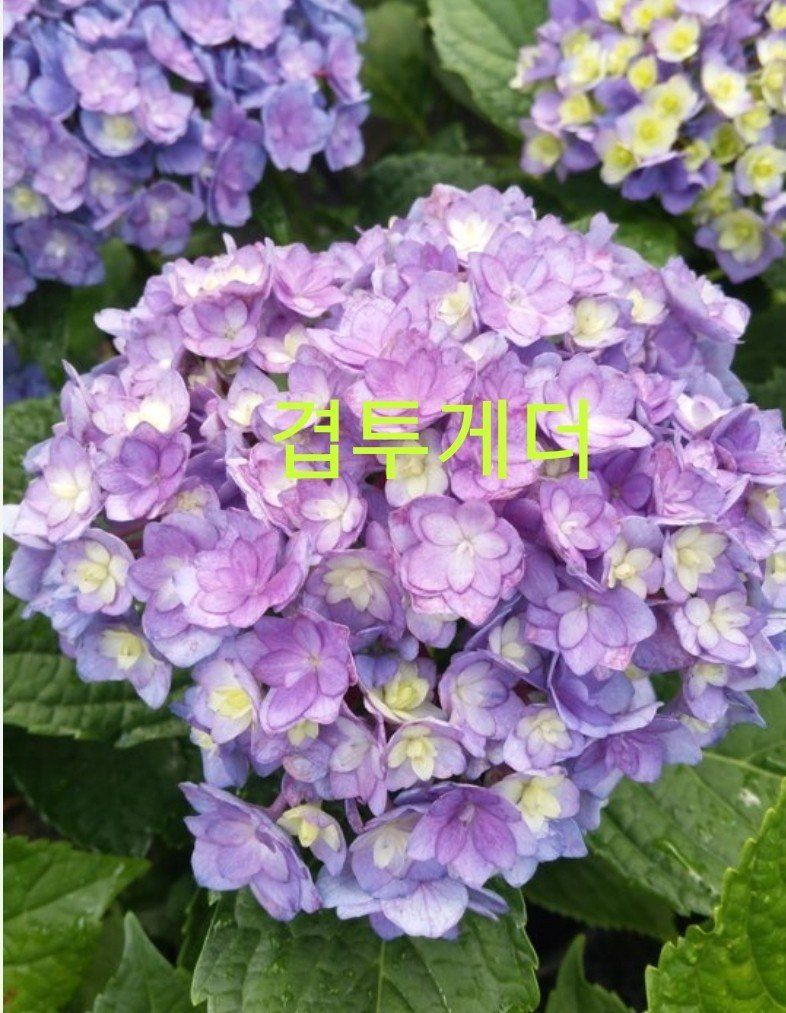 사랑꽃농장님의 장터 판매 상품 [예쁜 수국 판매] 첨부 사진