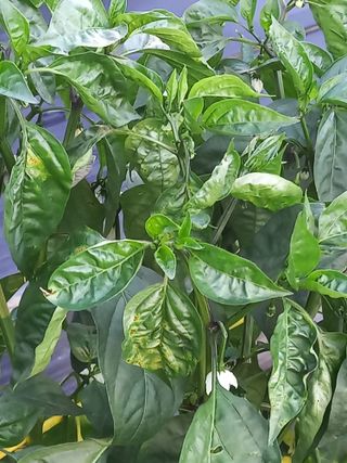 전원생활의여유님의 고추 · 병해충상담 작성글 사진