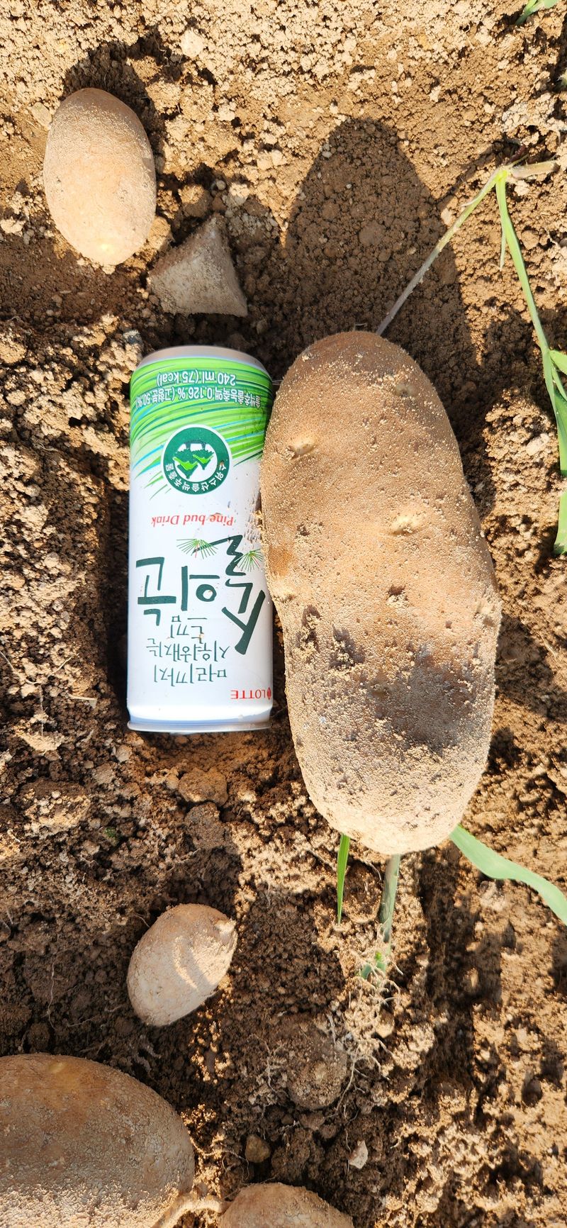 조성현님의 장터 판매 상품 [친환경인증(무농약) 감자(러셀)종자 판매합니다.] 첨부 사진