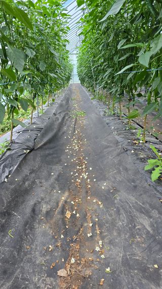 진달래232유순옥님의 농사, 무엇이든 물어보세요! · 참여글 작성글 사진