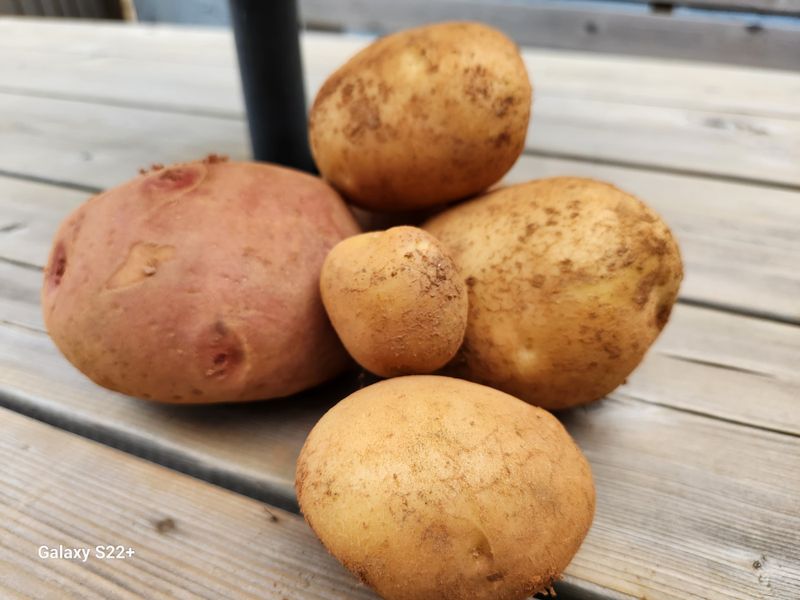 송아지님의 장터 판매 상품 [감자(두백) 10 kg] 첨부 사진