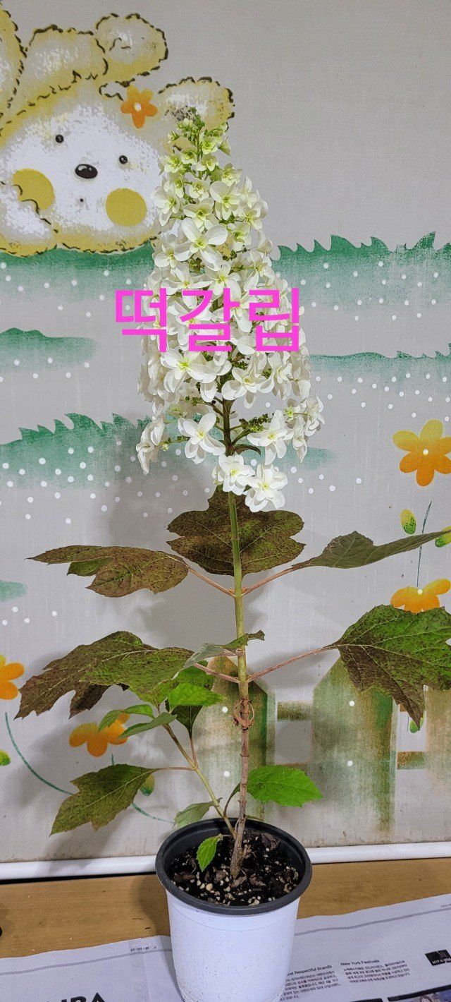 사랑꽃농장님의 장터 판매 상품 [예쁜 수국 판매] 첨부 사진