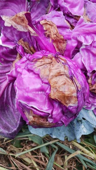 AlexLee님의 농사, 무엇이든 물어보세요! · 참여글 작성글 사진