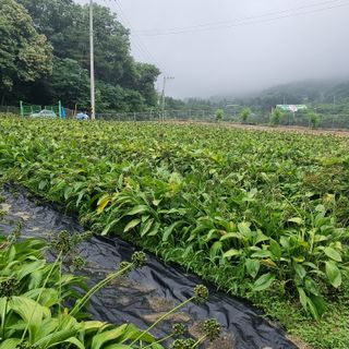 이종권님의 자유주제 · 자유게시판 작성글 사진