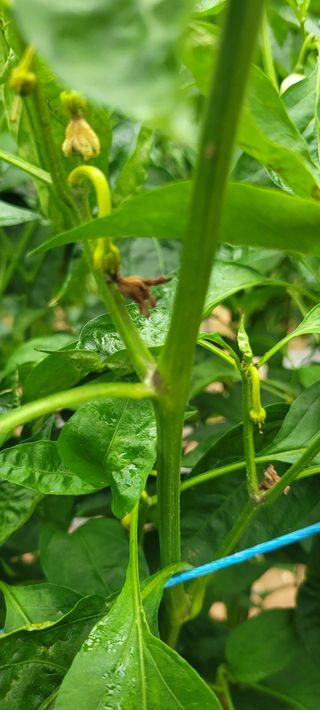 이태희님의 고추 · 병해충상담 작성글 사진