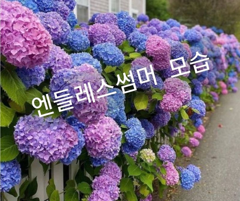 사랑꽃농장님의 장터 판매 상품 [예쁜 수국 판매] 첨부 사진