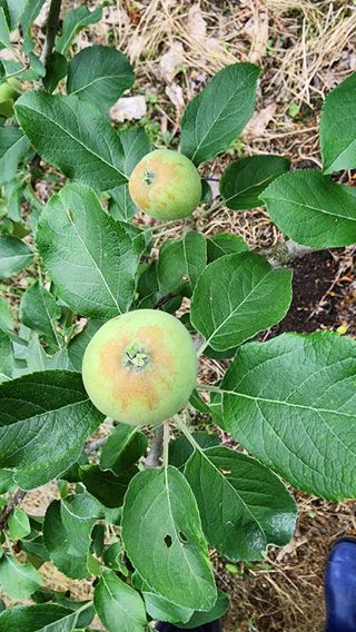 박진용님의 사과 · 병해충상담 작성글 사진