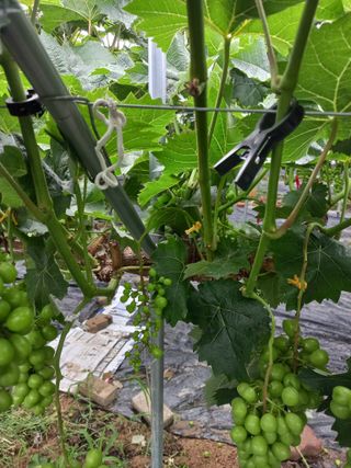 표고버섯18837님의 농사, 무엇이든 물어보세요! · 참여글 작성글 사진