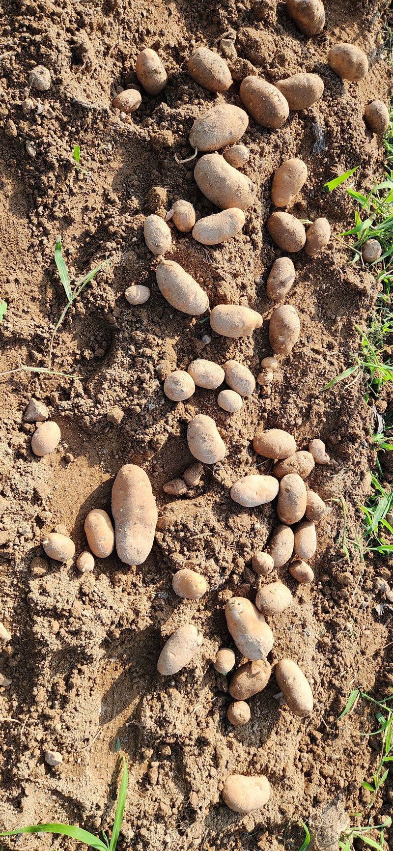 장터 상품 [친환경인증(무농약) 감자(러셀)종자 판매합니다.] 썸네일